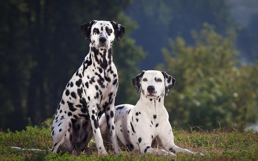 110 фото красивых и милых собак в мире