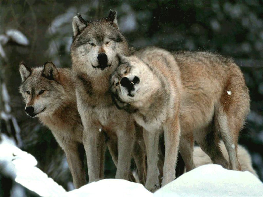 Родина дружелюбного волка. Стая Волков Сумерки. Три волка. Волки стая. Вожак волчьей стаи.