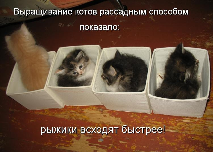 Картинки котят с надписями