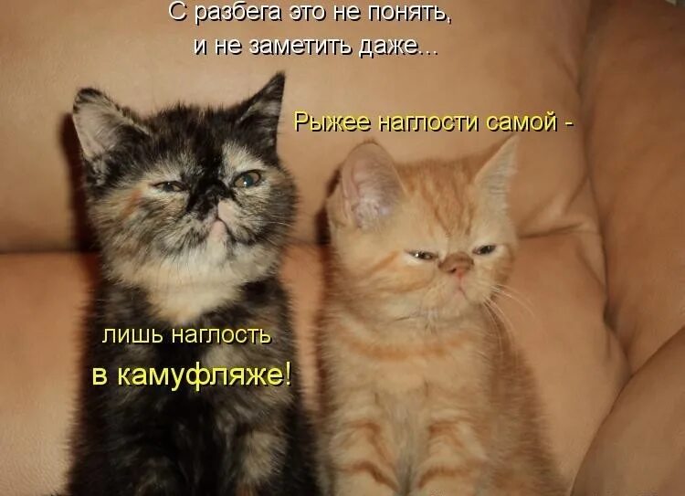 Картинки котят с надписями