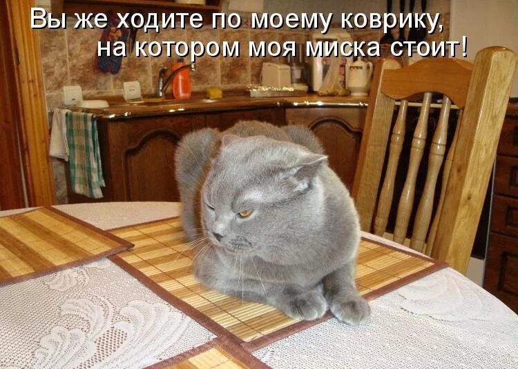 Картинки с котиками и надписями. Приколы с котами с надписями. Смешные коты с надписями. Смешные надписи с котами. Смешные кошки с надписями.