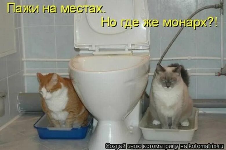 Смешные коты и кошки картинки с надписями до слез