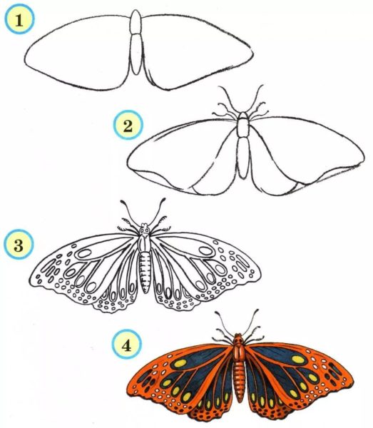 85 рисунков бабочек