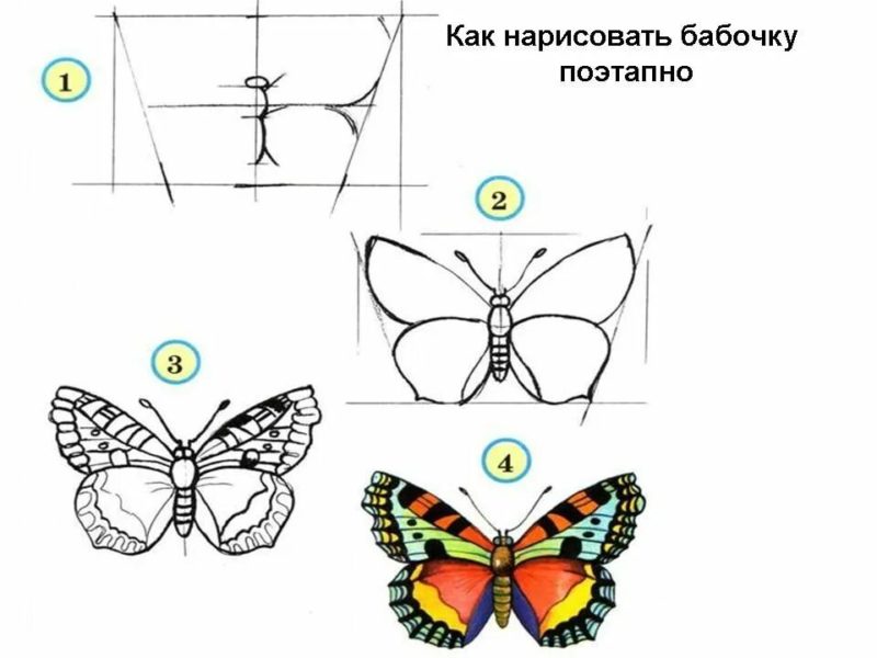 85 рисунков бабочек