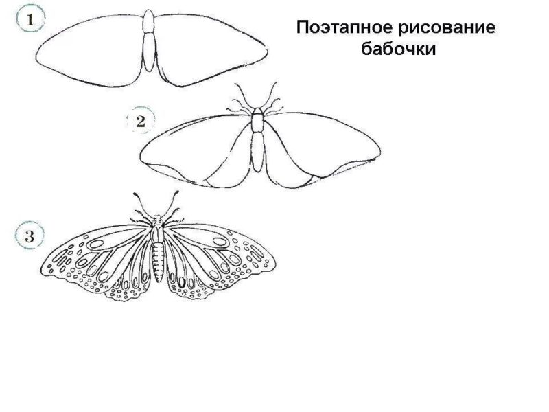 85 рисунков бабочек