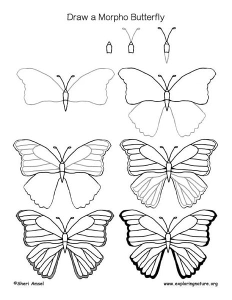 85 рисунков бабочек