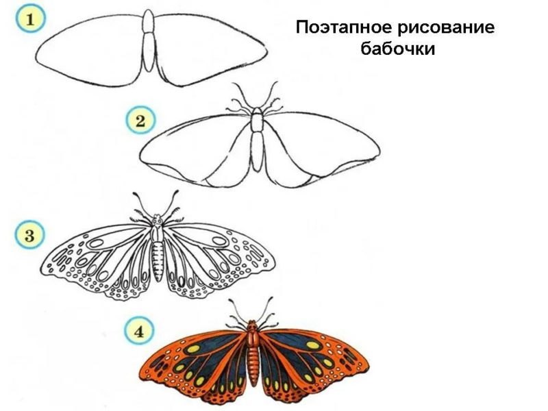 85 рисунков бабочек