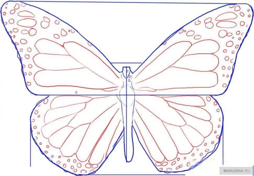 85 рисунков бабочек
