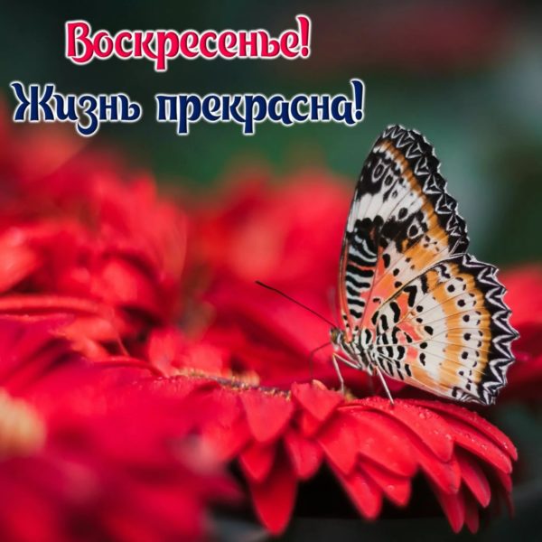 Доброе воскресное утро! 140 картинок