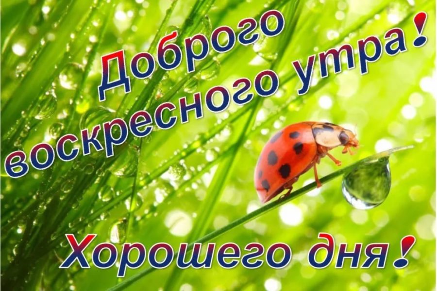 Доброе воскресное утро! 140 картинок