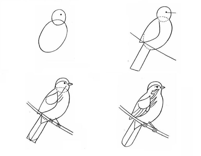 Как нарисовать птицу: 95 рисунков