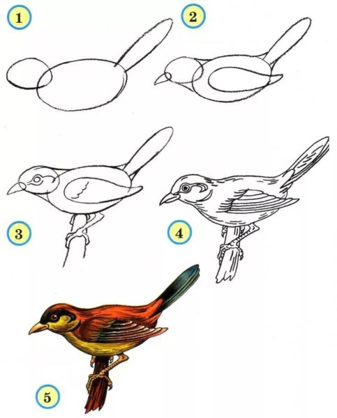 Как нарисовать птицу: 95 рисунков