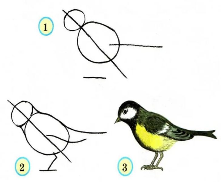 Как нарисовать птицу: 95 рисунков