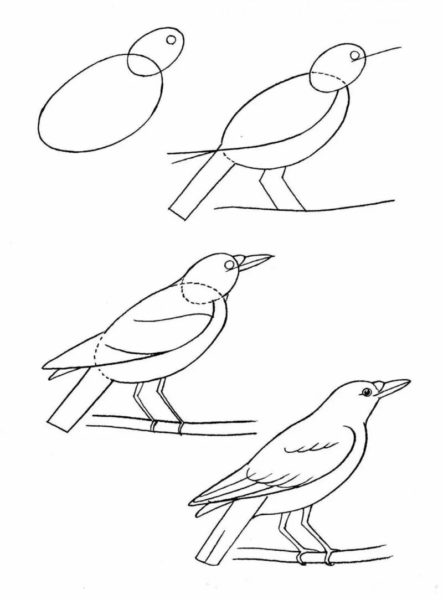 Как нарисовать птицу: 95 рисунков