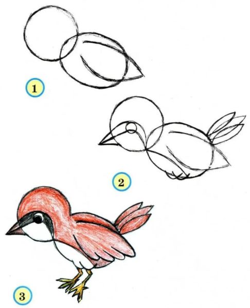Как нарисовать птицу: 95 рисунков
