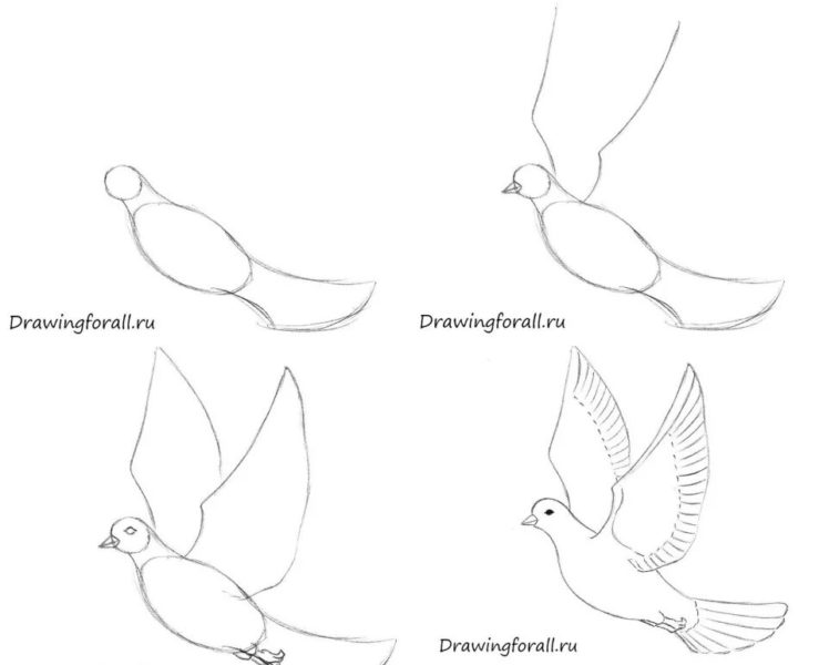 Как нарисовать птицу: 95 рисунков