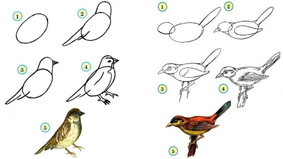 Как нарисовать птицу: 95 рисунков