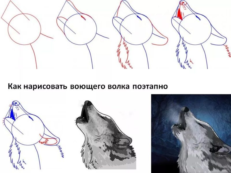 Как нарисовать волка: 100 рисунков