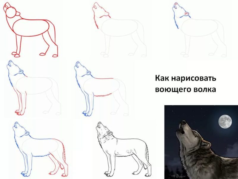 Как нарисовать волка: 100 рисунков