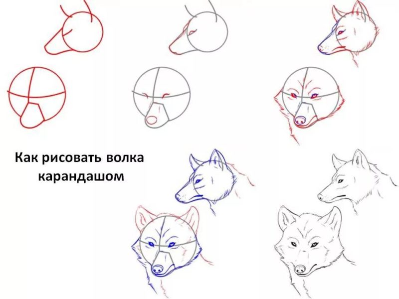 Как нарисовать волка: 100 рисунков