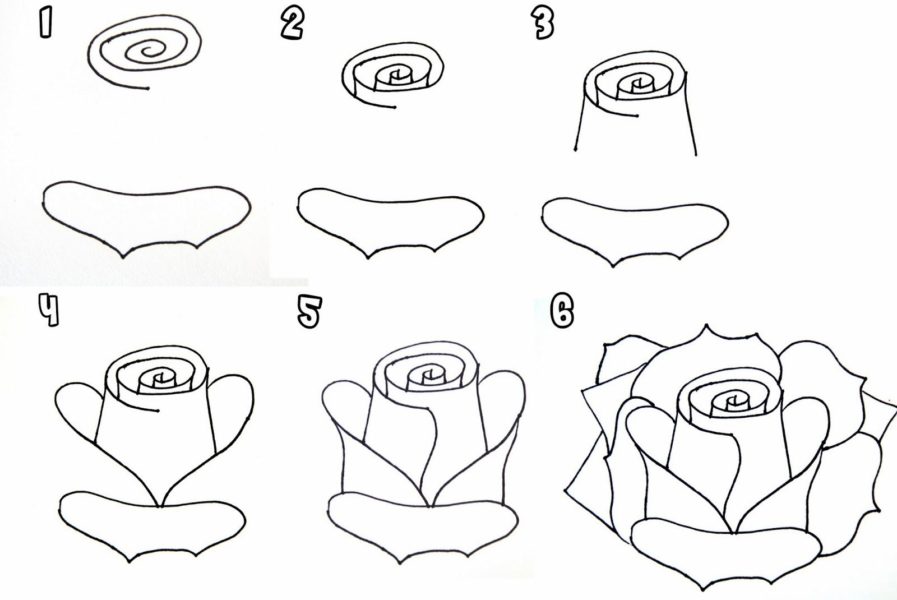 Картинки цветов карандашом для срисовки (70 рисунков)