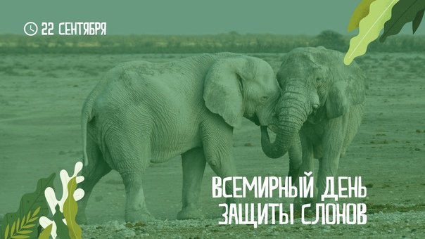 Красивые картинки с Всемирным днем защиты слонов 2024 (20 фото)