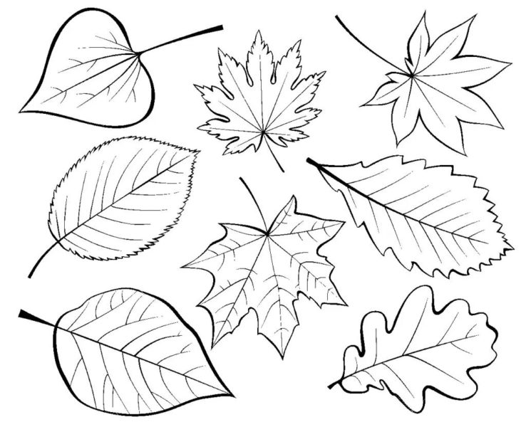 Осенние листья: 70 трафаретов для вырезания