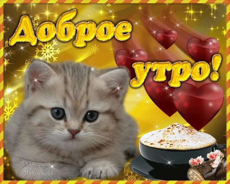 С добрым утром! 90 картинок с котиками