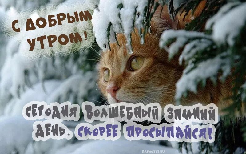 С добрым зимним утром! 220 открыток