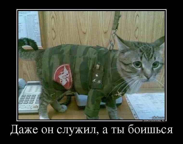 Кот военный картинки