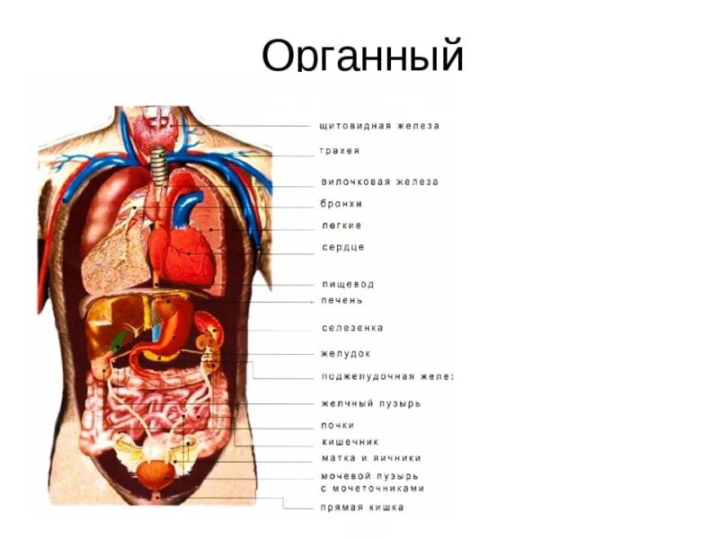 Рисунок внутреннего строения человека