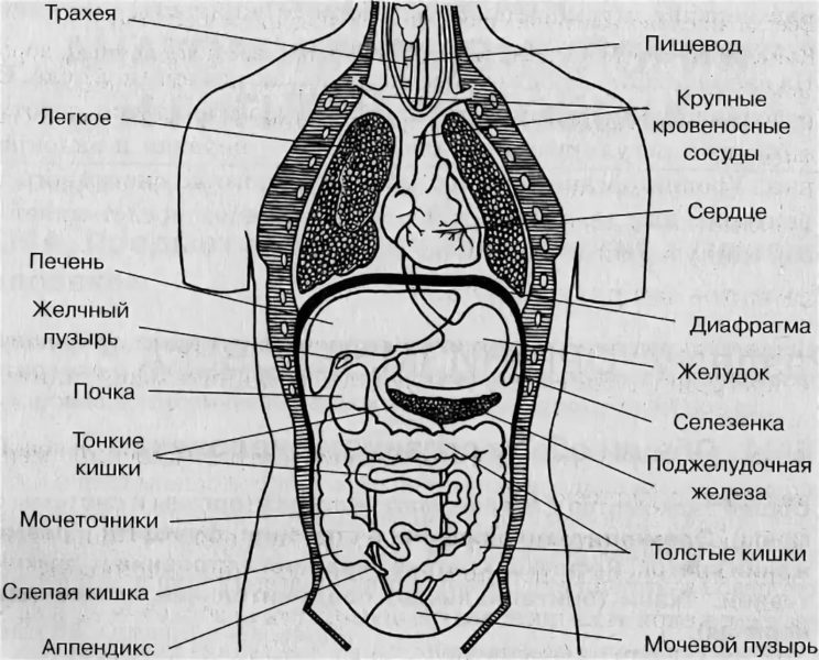 Строение человека внутренние органы фото с надписями