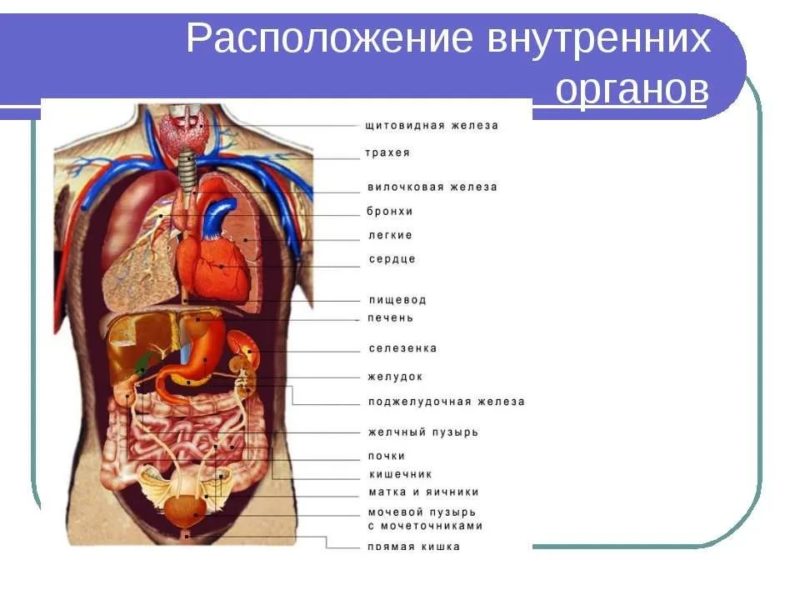 Строение человека на рисунке