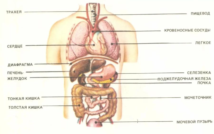 Строение человека внутренние органы фото с надписями