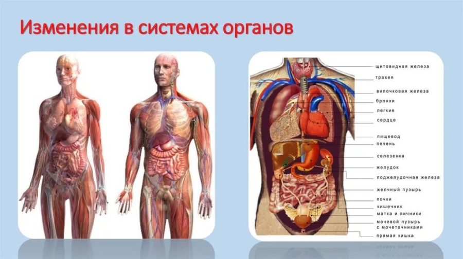 Строение человека фото с надписями 4 класс