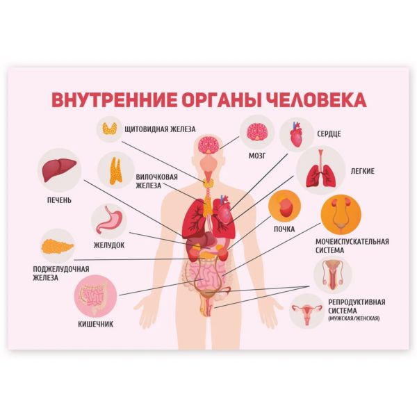 Строение человека внутренние органы фото с надписями